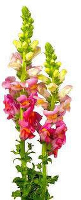 Aywal ANTIRRHINUM MIXED FLOWER Seed(20 per packet)