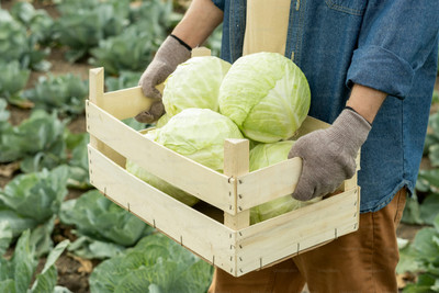 DEYS AGRO f1 HYBRID american cabbage, fresh band gobhi Seed(100 per packet)