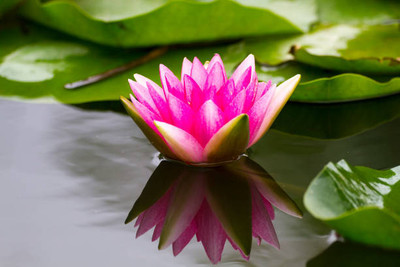 CEYA lotus,kamal gatta Seed(15 per packet)