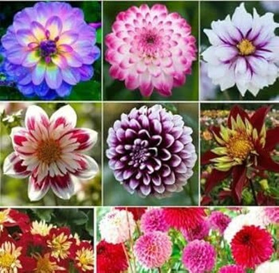LIFELEX Dahlia Premium Quality Flower Seed(12 per packet)