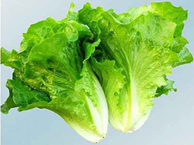 CYBEXIS Lettuce Seeds for Planting Heirloom Non-GMO1000 Seeds Seed(1000 per packet)