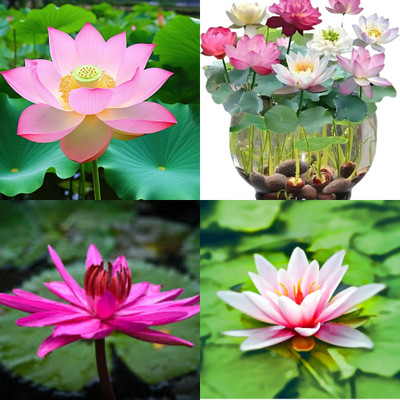 ibains Lotus seeds combo biij 7 Seed(7 per packet)