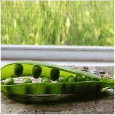 VibeX ® LXI-564 Green Arrow Pea Seeds Seed(50 per packet)