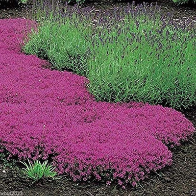 Qualtivate RES-8A Mother of Creeping Thyme Seeds Seed(50 per packet)