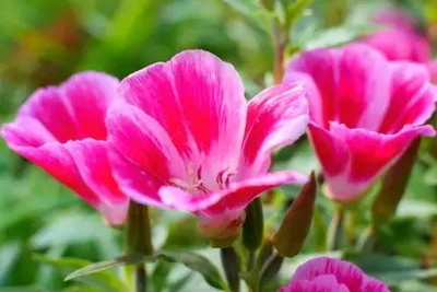 MAA Clarkia Seed(55 per packet)