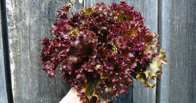 WILLVINE VXI-718 Indoor Red Lettuce Seeds Seed(200 per packet)