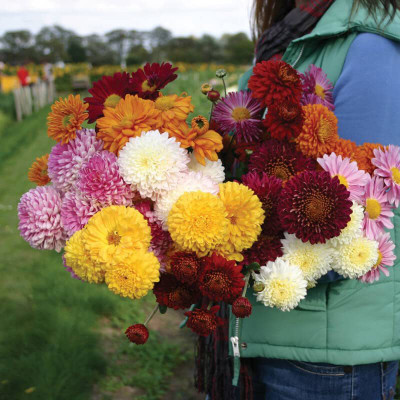 CYBEXIS Chrysanthemum Multicolor Hybrid Flower Seeds Seed(25 per packet)