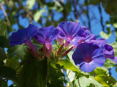 ZIXA Ipomoea-violacea Seed(10 per packet)