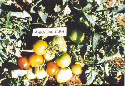 CYBEXIS Arka Saurabh Tomato Variety2000 Seeds Seed(2000 per packet)