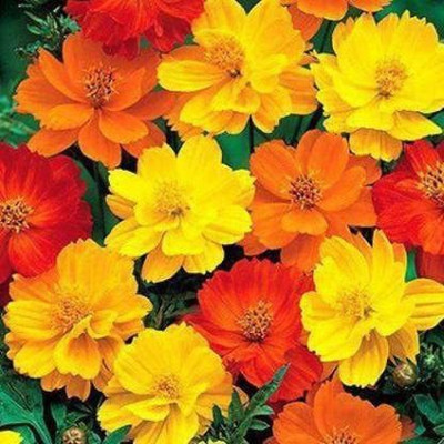 KANAYA Cosmos Seed(75 per packet)