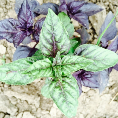 Qualtivate GBPUT-26 Basil Red Basilicum Ocimum Seed(1000 per packet)