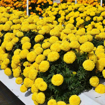 BDSresolve Marigold flower seeds for summer/Marigold seeds 133 Seed(133 per packet)