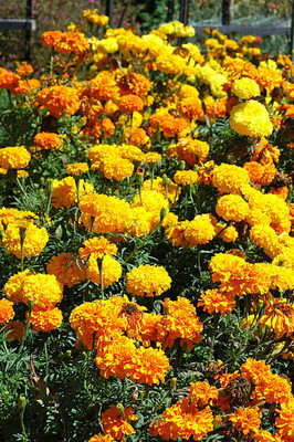 ALOCHUZ marigold/gende ka phool flower seeds Seed(50 per packet)