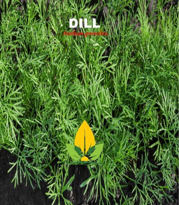 CYBEXIS XLR-6 - Dill Mammoth Giant - (2250 Seeds) Seed(2250 per packet)