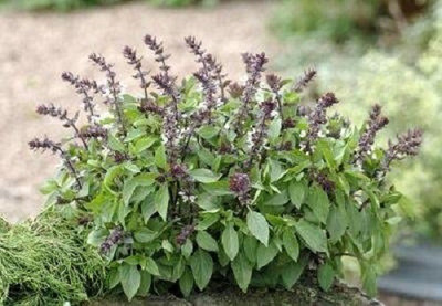 WILLVINE PUAS-1 Basil Queen of Sheba Seed(2000 per packet)