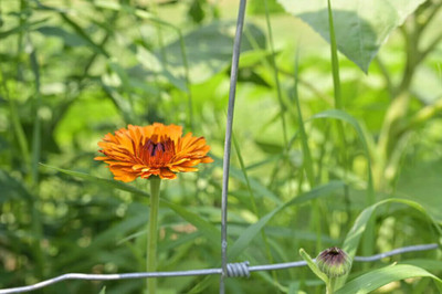 Lorvox Calendula mix Colour Flower Seed(25 per packet)