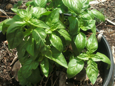 WILLVINE Italian Basil Large Leaf Seeds-[2000 Seeds] Seed(2000 per packet)