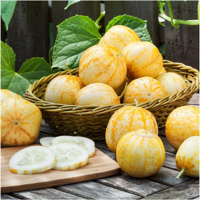 CYBEXIS GUA-49 - Lemon Cucumber (Cucumis sativus) - (150 Seeds) Seed(150 per packet)