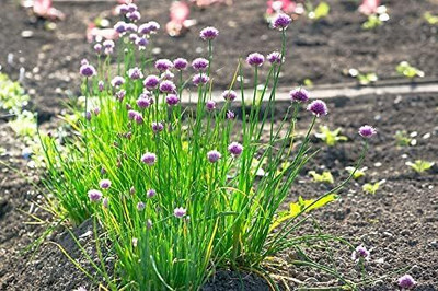 Qualtivate GXL-6AT Common Chives Herb Seeds Seed(300 per packet)
