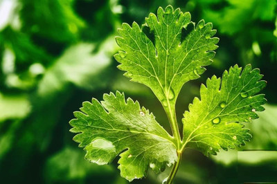 CEZIUS Leafy Winter Vegetable Organic Cilantro/Coriander-a4U Seed(340 per packet)