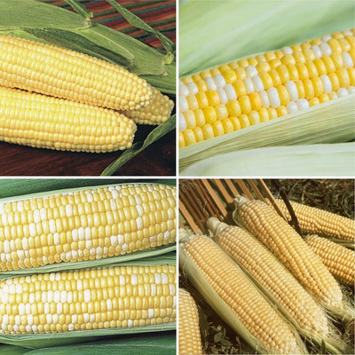 Qualtivate EXL-4AT Corn Lover's 4 Different Corn Varieties Seed(400 per packet)