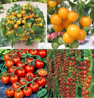 ibains Climbing tomato seed bij 53 Seed(53 per packet)