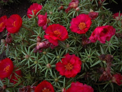 Quentova Red Portulaca Grandiflora Seed, Moss Rose Flower, Natural-VXL-2I Seed(75 per packet)