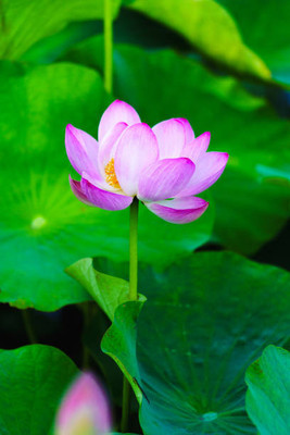 Rawmest lotus,kamal gatta Seed(15 per packet)