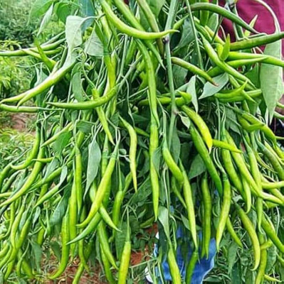 LIFELEX Hybrid Green Chilli Seeds – Hari Mirch Seed(23 per packet)