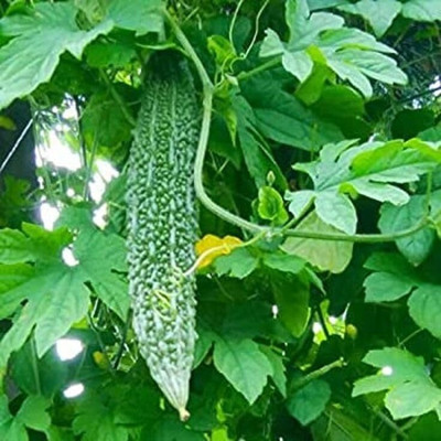 CRGO KARELA , BITTERGOURD Seed(55 per packet)