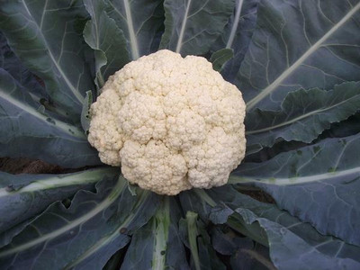 CYBEXIS Alverda Cauliflower Variety2000 Seeds Seed(2000 per packet)