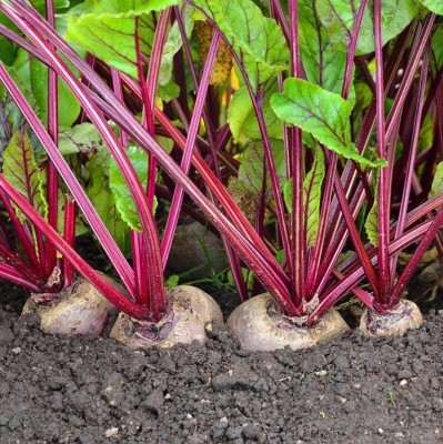 Avysa Blood Turnip Mangel Beetroot Garden Seed(2000 per packet)