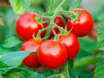 Apni Maati tomato Seed(55 per packet)