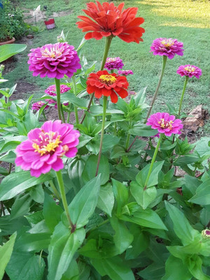 GREENSEA Zinnia Mixed Flower Seeds for Home Gardening, High Quality Seed(44 per packet)