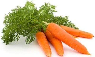 CYBEXIS XLR-74 - Carrot Danver's - (750 Seeds) Seed(750 per packet)