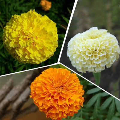 Aywal genda phool ,marigold Seed(4 per packet)