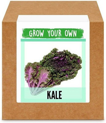 CYBEXIS Kale1000 Seeds Seed(1000 per packet)