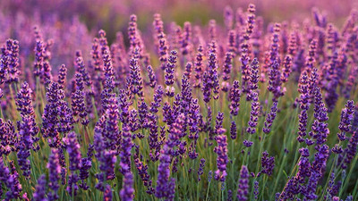 CYBEXIS VXI-36 - Herb Purple Lavender - (2250 Seeds) Seed(2250 per packet)