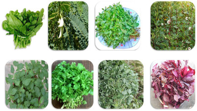 CYBEXIS 8 Variety Combo Leaf Vegetable 3500+ Seeds Seed(10 g)