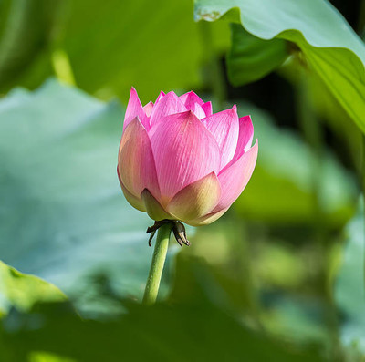 Marwal Creation lotus,kamal gatta Seed(10 per packet)