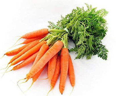 XOLDA Carrot Seed(20 per packet)