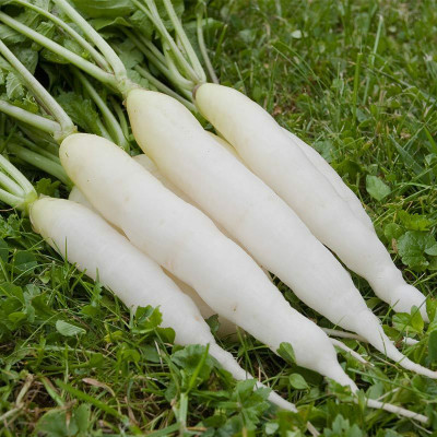 CEZIUS Easy to Grow Organic White Radish मूली के बीज-A8Z Seed(351 per packet)