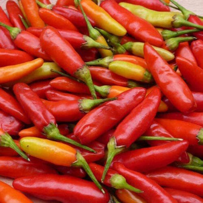 CYBEXIS Rare Pepper Chilli - Tabasco Seeds - High Germination600 Seeds Seed(600 per packet)