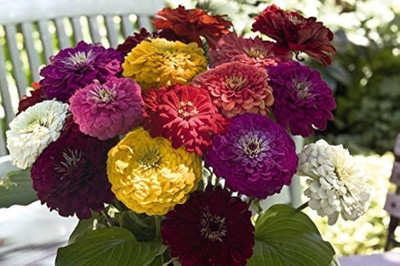 AMAJIT Mixed Colour Zinnia Flower Seed(36 per packet)