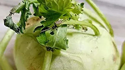 MAA Knol Khol, Kohlrabi Seed(22 per packet)