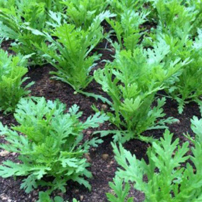 VibeX LX-13 - Chrysanthemum Daisy Flower - (90 Seeds) Seed(90 per packet)