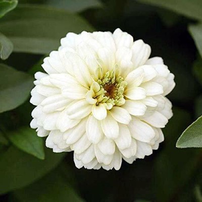 U-GROW INDIA White Zinnia Flower Seeds, for home gardening seeds Seed(40 per packet)