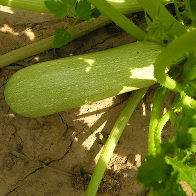 CYBEXIS Squash Cucurbita Pepo Vegetable Marrow Cocozelle Seeds Plant100 Seeds Seed(100 per packet)