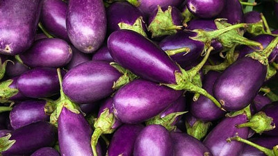 KNESSiN F1 Hybrid Eggplant Brinjal Vegetable (400 Seeds) Seed(400 per packet)