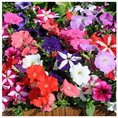 WHADE Petunia Mix Flower Seed(70 per packet)